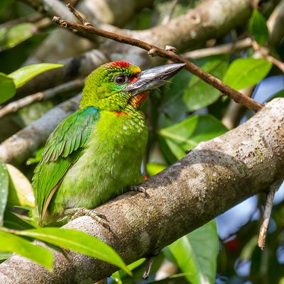 Red-throated Barbet - Harlekijnbaardvogel - Barbu arlequin (m)