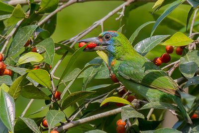 Red-throated Barbet - Harlekijnbaardvogel - Barbu arlequin (f)