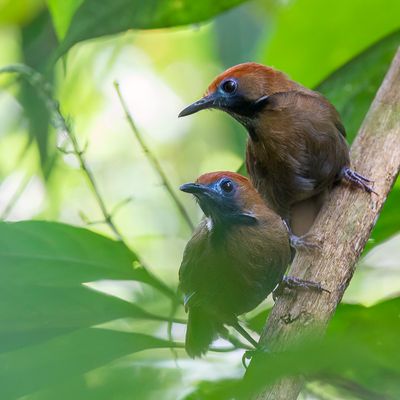 Fluffy-backed Tit-Babbler - Stekelrugtimalia - Timalie chamasa