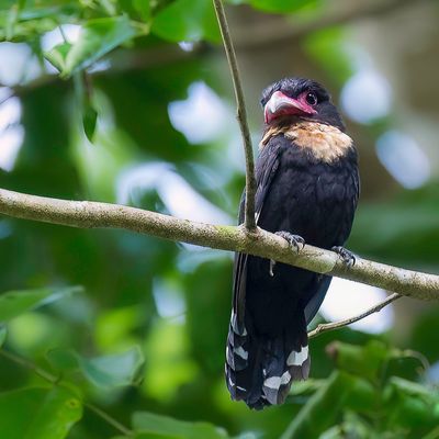 Dusky Broadbill - Sumatraanse Hapvogel - Eurylaime corydon