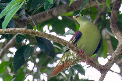 Thick-billed Pigeon - Dikbekpapegaaiduif - Colombar  gros bec