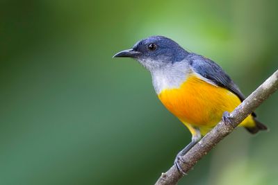 Orange-bellied Flowerpecker - Oranjebuikhoningvogel - Dice  ventre orange (m)