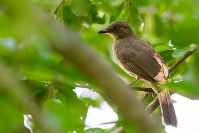 Asian Red-eyed Bulbul - Roodoogbuulbuul - Bulbul aux yeux rouges
