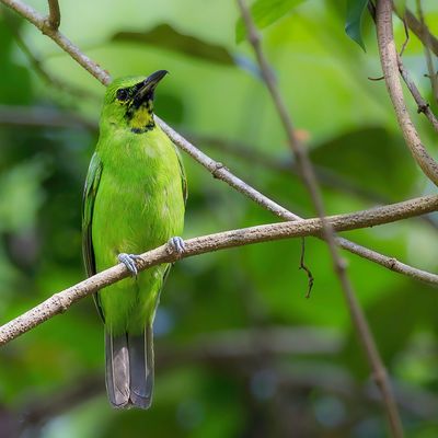Greater Green Leafbird - Diksnavelbladvogel - Verdin de Sonnerat (m)