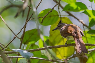 Puff-backed Bulbul - Donsrugbuulbuul - Bulbul laineux