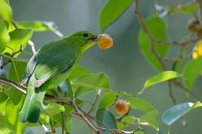 Lesser Green Leafbird - Blauwbaardbladvogel - Verdin barbe-bleue (f)