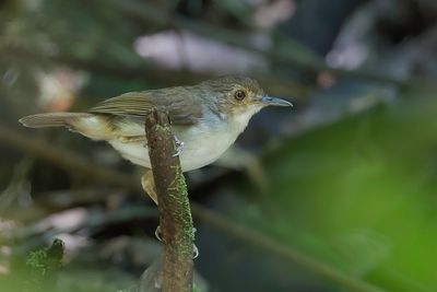 Malayan Swamp Babbler - Mangrovemuistimalia - Akalat  front noir