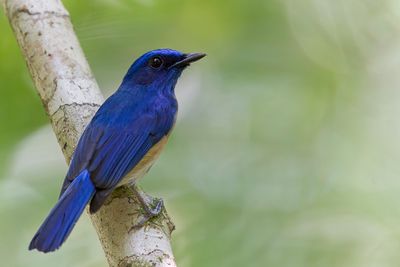 Malaysian Blue Flycatcher - Maleise Niltava - Gobemouche malais (m)