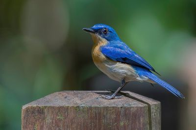 Malaysian Blue Flycatcher - Maleise Niltava - Gobemouche malais (f)