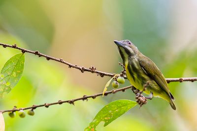 Yellow-breasted Flowerpecker - Geelbuikhoningvogel - Dice tachet