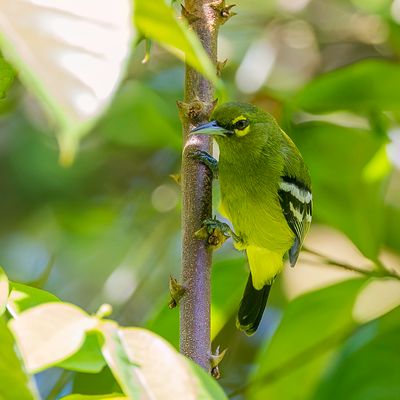 Green Iora - Groene Iora - Iora meraude