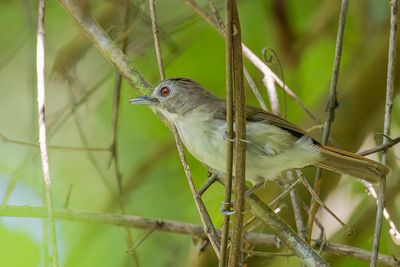 Moustached Babbler - Snortwijgtimalia - Akalat moustachu