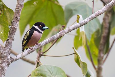 Black-and-yellow Broadbill - Zwart-gele Hapvogel - Eurylaime  capuchon