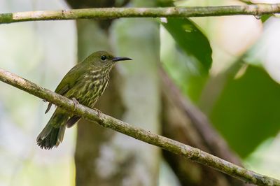 Purple-naped Spiderhunter - Gestreepte Honingzuiger - Arachnothre stri