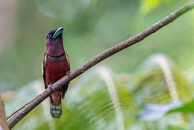 Banded Broadbill - Javaanse Hapvogel - Eurylaime de Horsfield