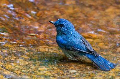 Pale Blue Flycatcher - Azuurniltava - Gobemouche bleutre