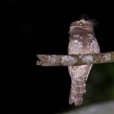 Blyth's Frogmouth - Blyths Kikkerbek - Podarge de Blyth