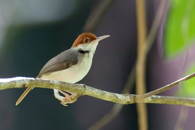 Rufous-tailed Tailorbird - Roodstaartsnijdervogel - Couturire  queue rousse