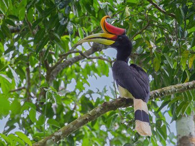 Rhinoceros Hornbill - Gewone Neushoornvogel - Calao rhinocros