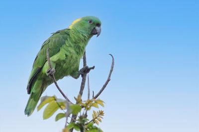 Yellow-naped Amazon - Geelnekamazone - Amazone à nuque d'or
