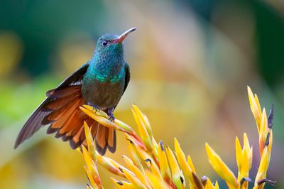 Rufous-tailed Hummingbird - Roodstaartamazilia - Ariane à ventre gris