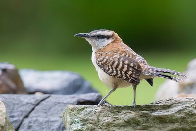 Rufous-backed Wren - Roodrugwinterkoning - Troglodyte à dos roux