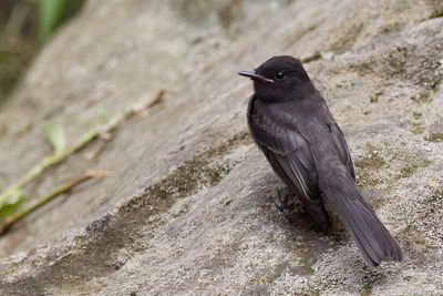 Black Phoebe - Zwarte Phoebe - Moucherolle noir (j)
