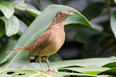 Clay-coloured Thrush - Grays Lijster - Merle fauve