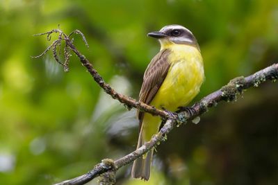 Golden-bellied Flycatcher - Goudbuiktiran - Tyran à ventre d'or