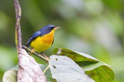 Tropical Parula - Maskerparulazanger - Paruline à joues noires (f)