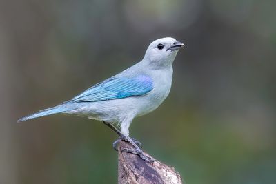 Blue-grey Tanager - Bisschopstangare - Tangara évêque