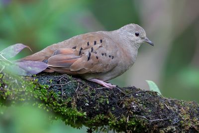 Ruddy Ground Dove - Steenduif - Colombe rousse