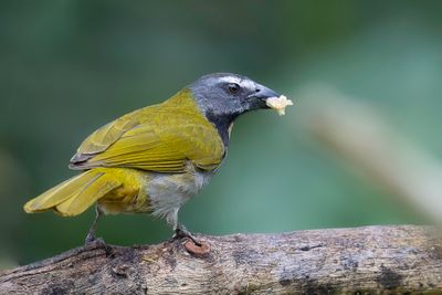 Buff-throated Saltator - Bontkeelsaltator - Saltator des grands-bois
