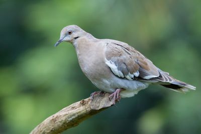 White-winged Dove - Witvleugeltreurduif - Tourterelle à ailes blanches