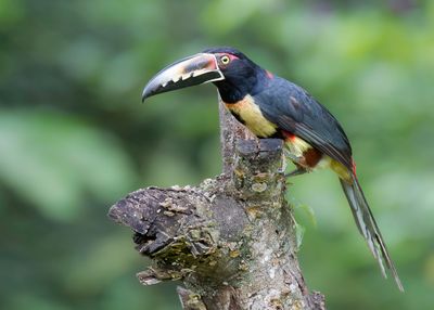 Collared Aracari - Halsbandarassari - Araçari à collier