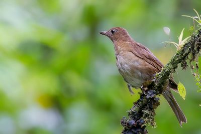 Pale-vented Thrush - Bleekbuiklijster - Merle cul-blanc
