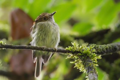 Scale-crested Pygmy Tyrant - Schubkuifdwergtiran - Microtyran chevelu