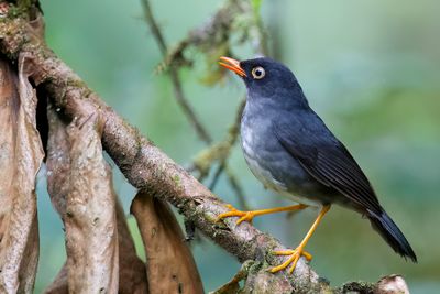 Slaty-backed Nightingale-Thrush - Grijsrugdwerglijster - Grive ardoisée