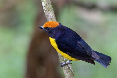 Tawny-capped Euphonia - Bruinkaporganist - Organiste à couronne rousse