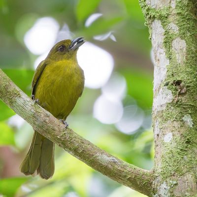 Carmiol's Tanager - Carmiols Tangare - Habia de Carmiol