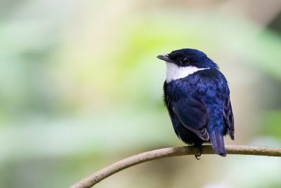 White-ruffed Manakin - Westelijke Witbefmanakin - Manakin à fraise (m)