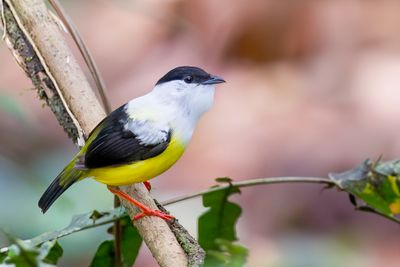 White-collared Manakin - Witkraagmanakin - Manakin à col blanc