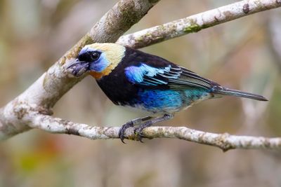 Golden-hooded Tanager - Purpermaskertangare - Calliste à coiffe d'or