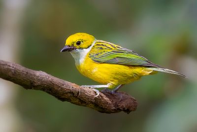 Silver-throated Tanager - Zilverkeeltangare - Calliste safran