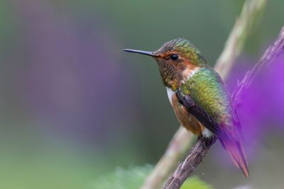 Scintillant Hummingbird - Fonkelende Kolibrie - Colibri scintillant (m)