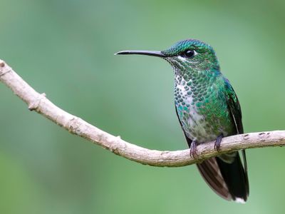 Green-crowned Brilliant - Groenkruinbriljantkolibrie - Brillant fer-de-lance (f)