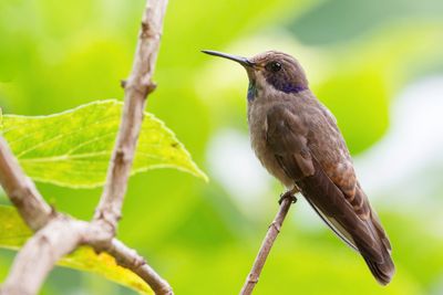 Brown Violetear - Bruine Violetoorkolibrie - Colibri de Delphine