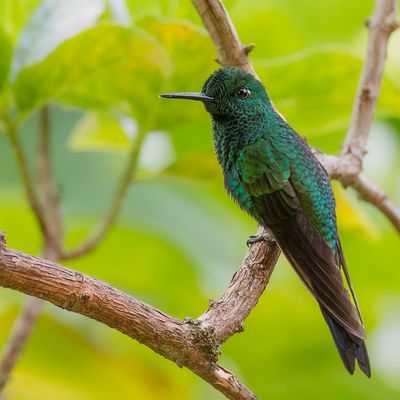 Green-crowned Brilliant - Groenkruinbriljantkolibrie - Brillant fer-de-lance (f)