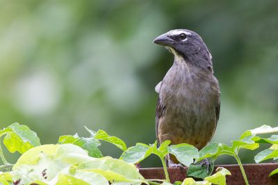 Cinnamon-bellied Saltator