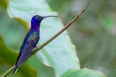 Violet Sabrewing - Violette Sabelvleugel - Campyloptère violet